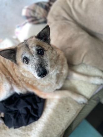 Tierschutz Pfote & Co e.V. - kleiner Verein in 53797 Lohmar sucht Pflegestellen und Unterstützung