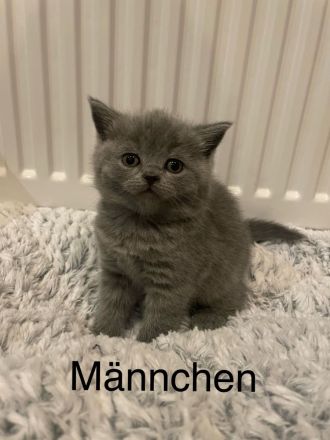 Wunderschöne BKH Kitten zu verkaufen
