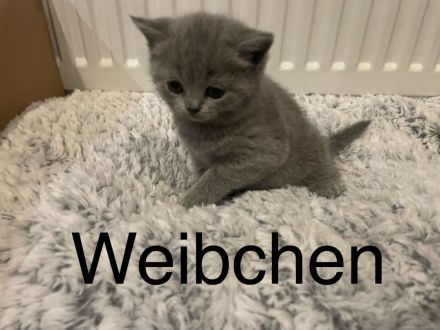 Wunderschöne BKH Kitten zu verkaufen