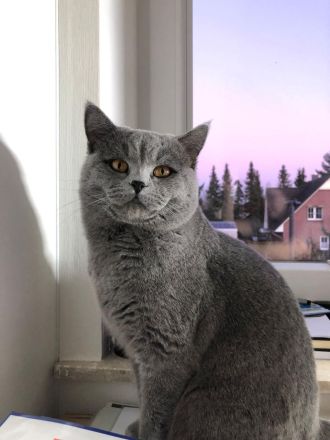 Wunderschöne BKH Kitten zu verkaufen