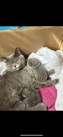 Wunderschöne BKH Kitten zu verkaufen