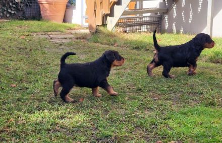2 wunderschöne, vielversprechende Airedale Zwerge
