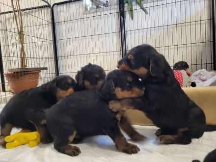 2 wunderschöne, vielversprechende Airedale Zwerge