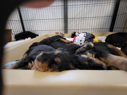 2 wunderschöne, vielversprechende Airedale Zwerge