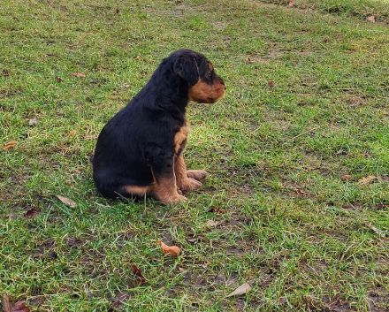 2 wunderschöne, vielversprechende Airedale Zwerge