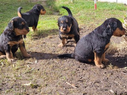 2 wunderschöne, vielversprechende Airedale Zwerge