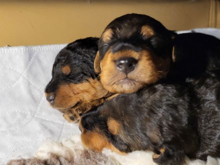 2 wunderschöne, vielversprechende Airedale Zwerge