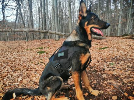 9 Deutsche Schäferhund Welpen