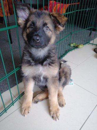 9 Deutsche Schäferhund Welpen