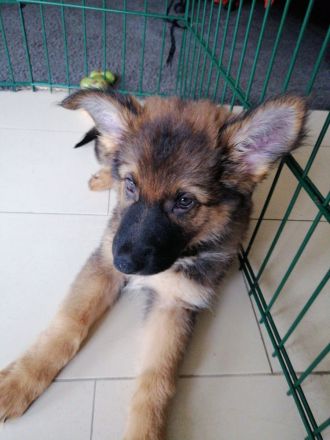 9 Deutsche Schäferhund Welpen