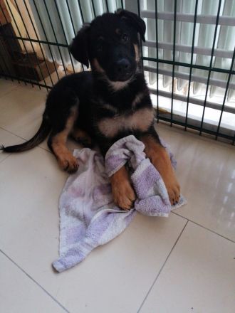 9 Deutsche Schäferhund Welpen