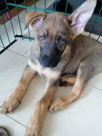 9 Deutsche Schäferhund Welpen