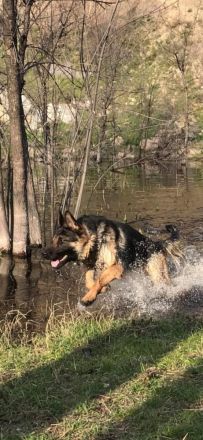 9 Deutsche Schäferhund Welpen