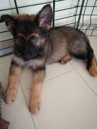 9 Deutsche Schäferhund Welpen