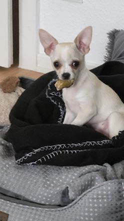 Liebevolle hübsche Chihuahua Hündin 5 Monate jung
