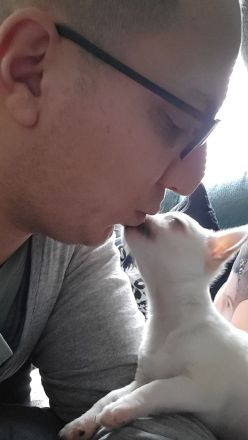 Liebevolle hübsche Chihuahua Hündin 5 Monate jung