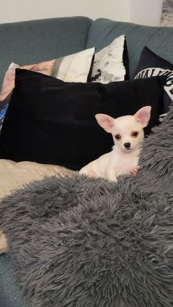 Liebevolle hübsche Chihuahua Hündin 5 Monate jung