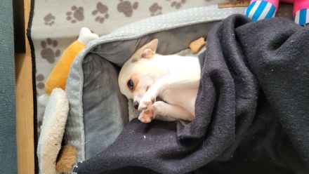 Liebevolle hübsche Chihuahua Hündin 5 Monate jung
