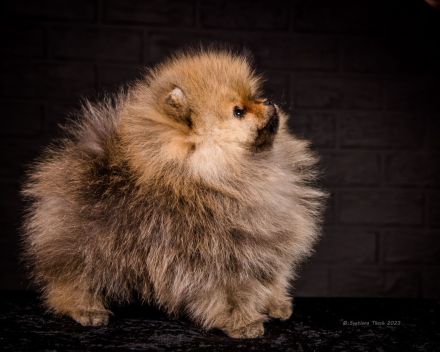 Pomeranian Zwergspitz