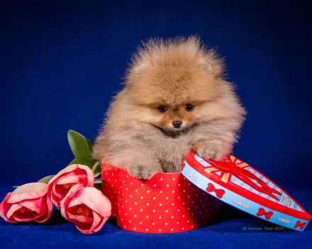 Pomeranian Zwergspitz