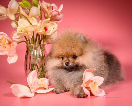 Pomeranian Zwergspitz