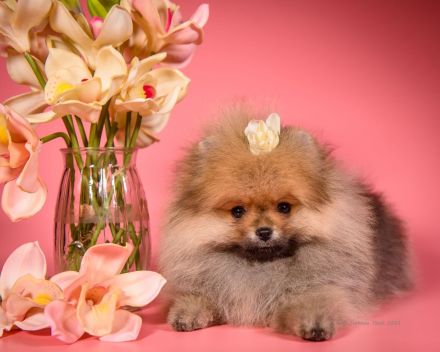 Pomeranian Zwergspitz