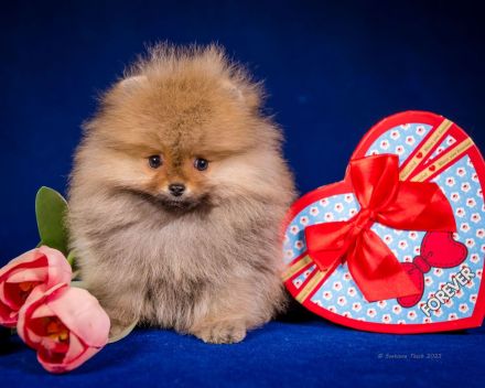 Pomeranian Zwergspitz