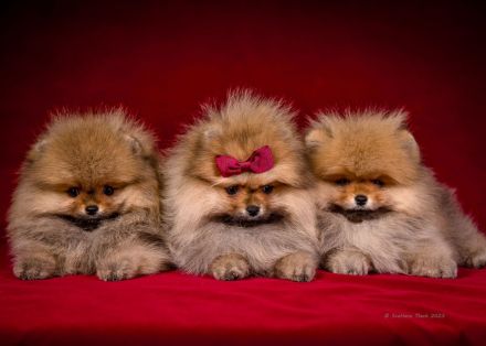 Pomeranian Zwergspitz