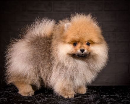 Pomeranian Zwergspitz