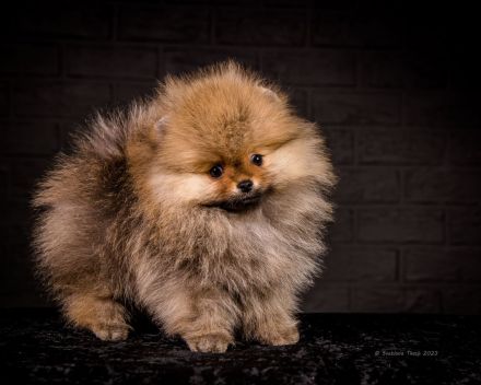 Pomeranian Zwergspitz