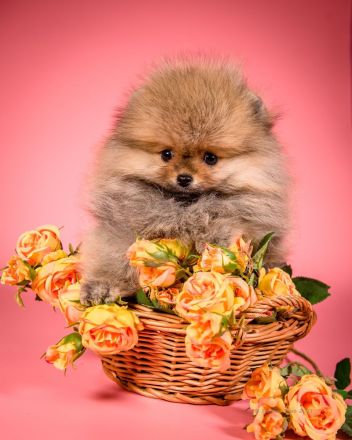 Pomeranian Zwergspitz