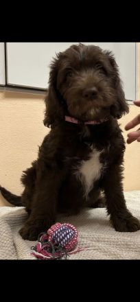 Labradoodlewelpen in schokobraun