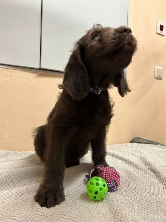 Labradoodlewelpen in schokobraun