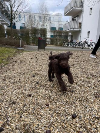 Labradoodlewelpen in schokobraun