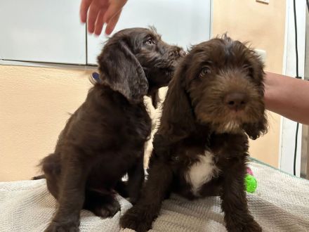 Labradoodlewelpen in schokobraun