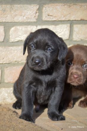 Süße Labrador Welpen in verschiedenen Farben mit Papieren