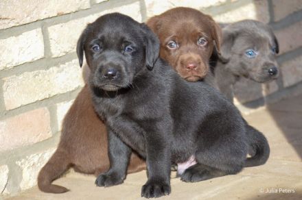 Süße Labrador Welpen in verschiedenen Farben mit Papieren