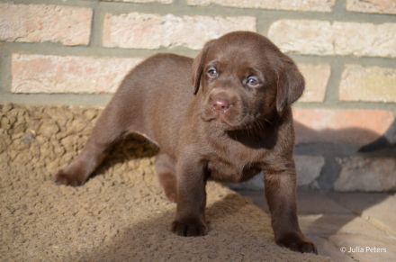 Süße Labrador Welpen in verschiedenen Farben mit Papieren