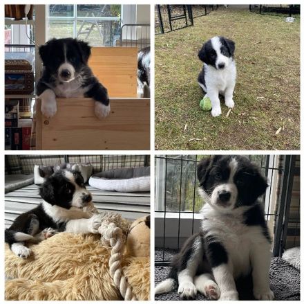 Australian Shepherd Welpen