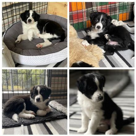 Australian Shepherd Welpen