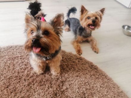 Yorkshire Terrier Welpen