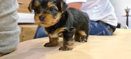 Yorkshire Terrier Welpen