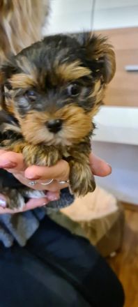 Yorkshire Terrier Welpen