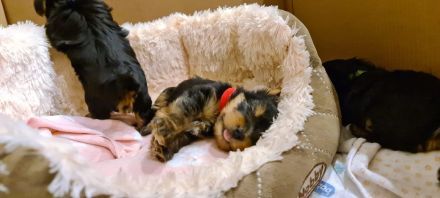 Yorkshire Terrier Welpen