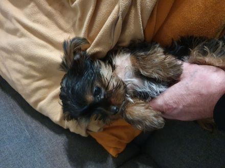 Yorkshire terrier mini
