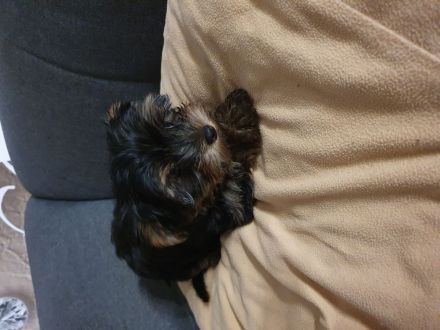 Yorkshire terrier mini