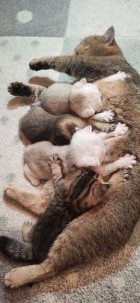 Bkh Babys reinrassig Black Golden und Silver Shaded