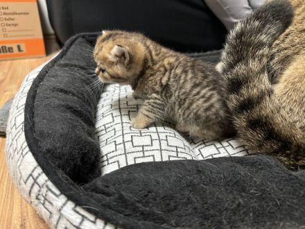 Bkh Babys reinrassig Black Golden und Silver Shaded