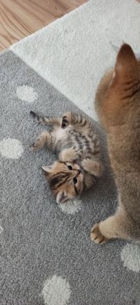 Bkh Babys reinrassig Black Golden und Silver Shaded