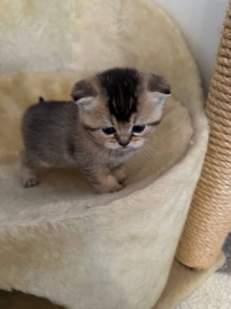 Bkh Babys reinrassig Black Golden und Silver Shaded